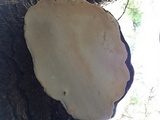 Fomitopsis mounceae image