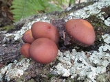 Psathyrella piluliformis image