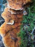 Pycnoporellus fulgens image