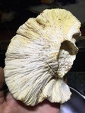 Hypomyces macrosporus image