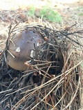 Amanita pachycolea image
