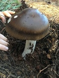 Amanita pachycolea image