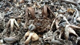 Geastrum fornicatum image