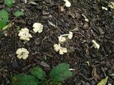 Inocybe rimosa image