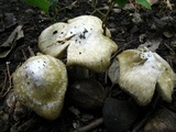 Inocybe rimosa image