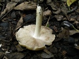 Inocybe rimosa image