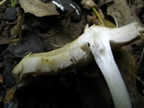 Inocybe rimosa image