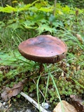 Tylopilus felleus image