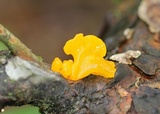 Dacryopinax spathularia image