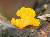 Dacryopinax spathularia image