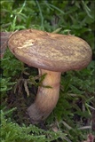Paxillus involutus image