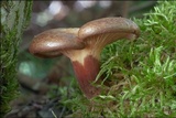 Paxillus involutus image
