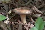 Paxillus involutus image