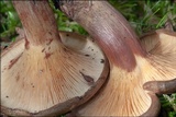 Paxillus involutus image