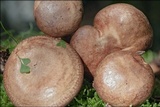 Paxillus involutus image