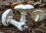 Amanita polypyramis image