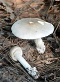 Amanita spreta image