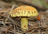 Suillus americanus image