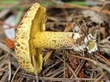 Suillus americanus image