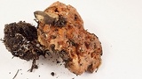Suillus caerulescens image