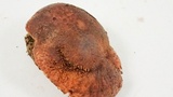 Suillus lakei image