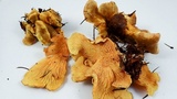 Tapinella panuoides image
