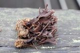 Thelephora anthocephala image