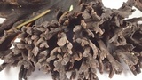 Thelephora palmata image