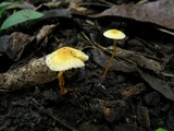 Mycena crocea image