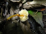 Mycena crocea image