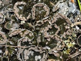 Peltigera extenuata image