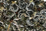 Peltigera extenuata image