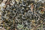 Peltigera extenuata image