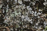 Peltigera extenuata image