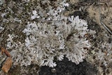 Peltigera extenuata image