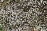 Peltigera extenuata image