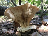 Catathelasma ventricosum image