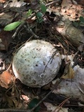 Catathelasma ventricosum image
