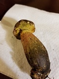 Retiboletus flavoniger image