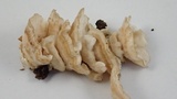 Trametes pubescens image