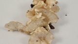 Trametes pubescens image