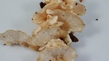 Trametes pubescens image