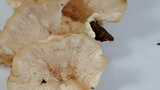 Trametes pubescens image