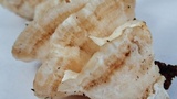 Trametes pubescens image