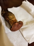 Retiboletus flavoniger image