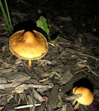 Hypholoma tuberosum image