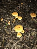 Hypholoma tuberosum image