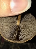 Hypholoma tuberosum image