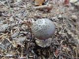 Amanita porphyria image