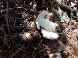 Hygrophorus fuligineus image